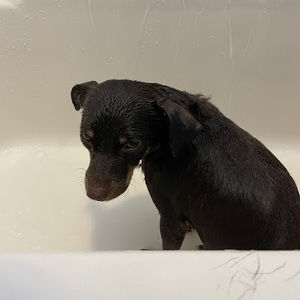 Meet your Posher, Benjamin